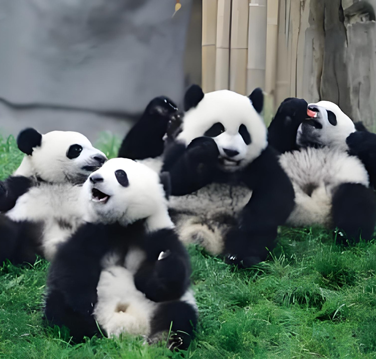 Chengdu: Panda Garden and Leshan Buddha One Day Bus Tour